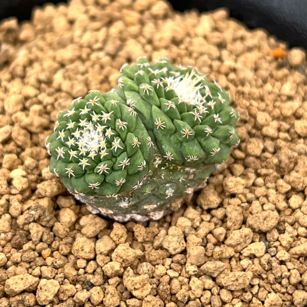 サボテン：ストロンボカクタス　菊水マルチヘッド2.5号鉢植え26-01
