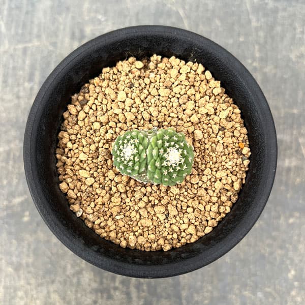 サボテン：ストロンボカクタス　菊水マルチヘッド2.5号鉢植え26-01