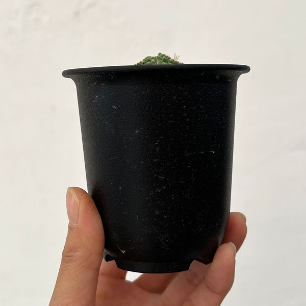 サボテン：ストロンボカクタス　菊水マルチヘッド2.5号鉢植え26-01