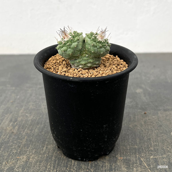 サボテン：ストロンボカクタス　菊水マルチヘッド2.5号鉢植え26-02