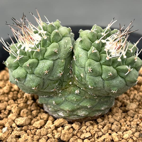 サボテン：ストロンボカクタス　菊水マルチヘッド2.5号鉢植え26-02