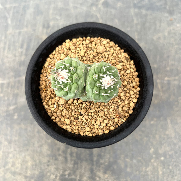 サボテン：ストロンボカクタス　菊水マルチヘッド2.5号鉢植え26-02