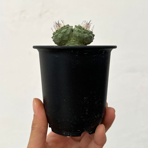 サボテン：ストロンボカクタス　菊水マルチヘッド2.5号鉢植え26-02