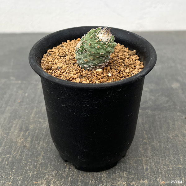 サボテン：ストロンボカクタス　菊水マルチヘッド2.5号鉢植え26-03