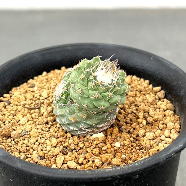 サボテン：ストロンボカクタス　菊水マルチヘッド2.5号鉢植え26-03