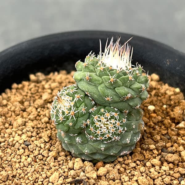 サボテン：ストロンボカクタス　菊水マルチヘッド2.5号鉢植え26-03