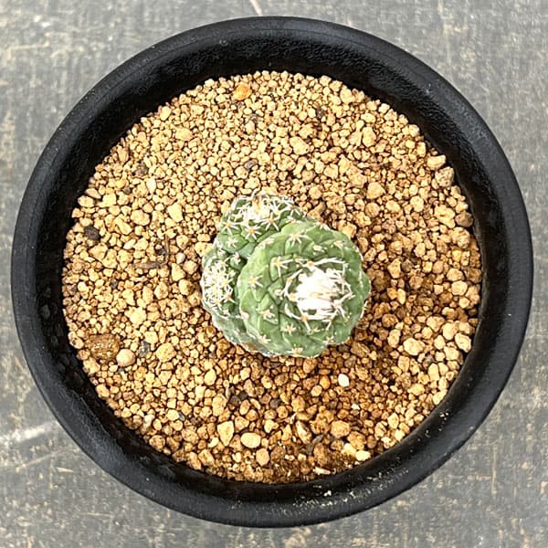 サボテン：ストロンボカクタス　菊水マルチヘッド2.5号鉢植え26-03