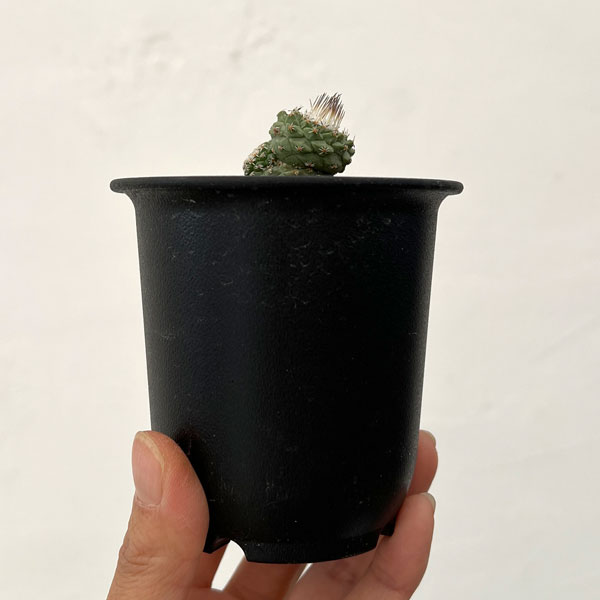 サボテン：ストロンボカクタス　菊水マルチヘッド2.5号鉢植え26-03