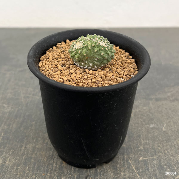サボテン：ストロンボカクタス　菊水マルチヘッド2.5号鉢植え26-04