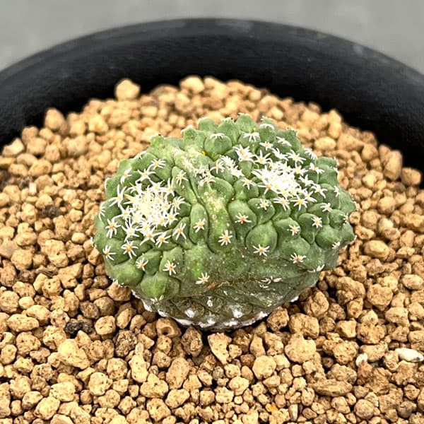 サボテン：ストロンボカクタス　菊水マルチヘッド2.5号鉢植え26-04