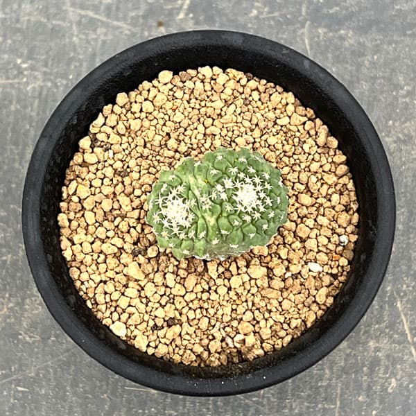 サボテン：ストロンボカクタス　菊水マルチヘッド2.5号鉢植え26-04