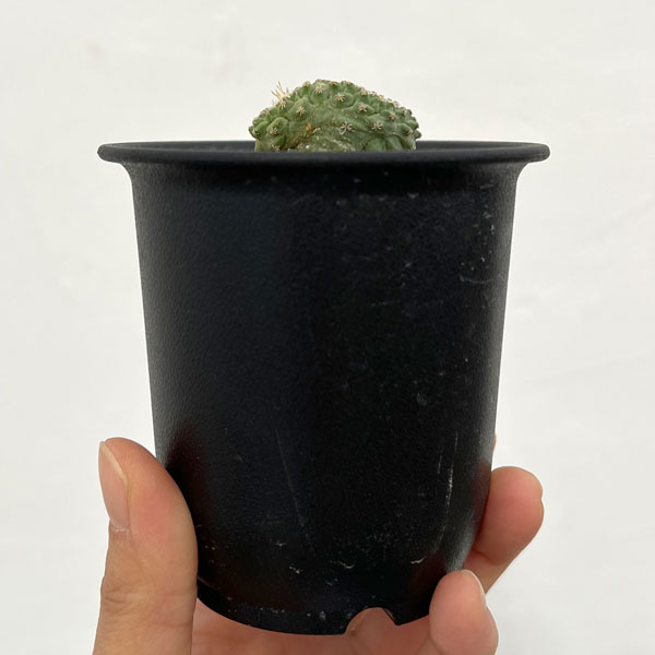 サボテン：ストロンボカクタス　菊水マルチヘッド2.5号鉢植え26-04