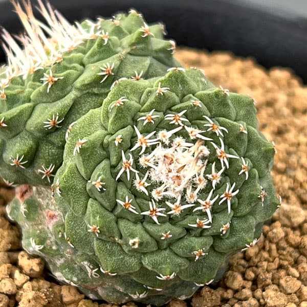 サボテン：ストロンボカクタス　菊水マルチヘッド2.5号鉢植え26-05