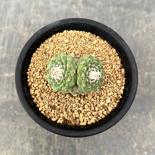 サボテン：ストロンボカクタス　菊水マルチヘッド2.5号鉢植え26-05