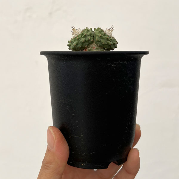 サボテン：ストロンボカクタス　菊水マルチヘッド2.5号鉢植え26-05