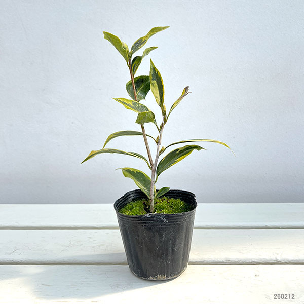 ツバキ（椿）：斑入り一休（いっきゅう）3号ポット