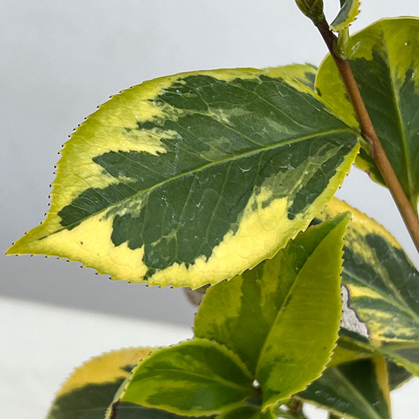 ツバキ（椿）：斑入り一休（いっきゅう）3号ポット