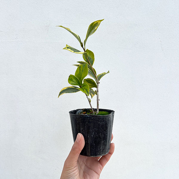 ツバキ（椿）：斑入り一休（いっきゅう）3号ポット