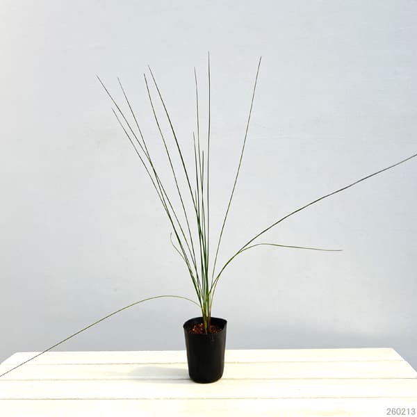 グラスツリー　ブルーノニス（クサントロエア）3号ポット