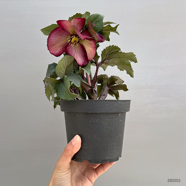 クリスマスローズ：*HGC Ice N’roses 氷の薔薇 ワイルドベリー4.5号ポット