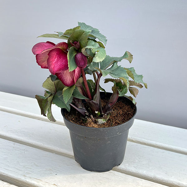 クリスマスローズ：*HGC Ice N’roses 氷の薔薇 ワイルドベリー4.5号ポット