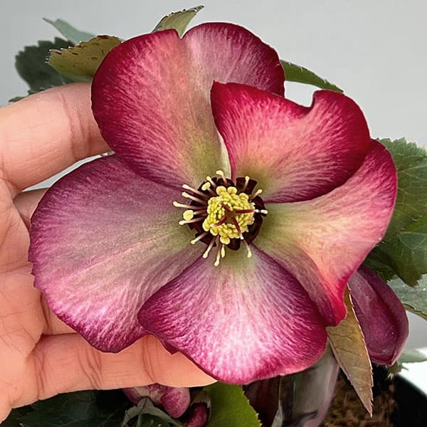 クリスマスローズ：*HGC Ice N’roses 氷の薔薇 ワイルドベリー4.5号ポット