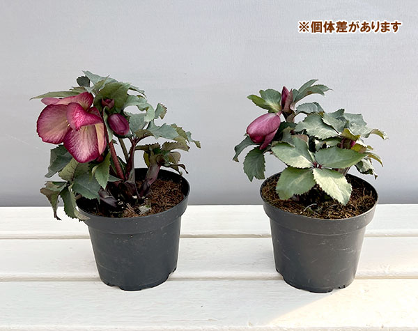 クリスマスローズ：*HGC Ice N’roses 氷の薔薇 ワイルドベリー4.5号ポット