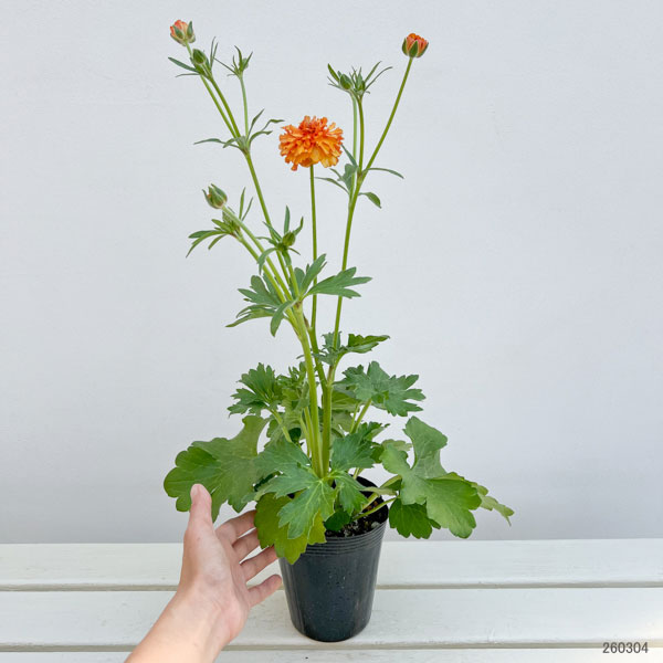 ラナンキュラス：ラックス　ポスポロス3.5-4号ポット