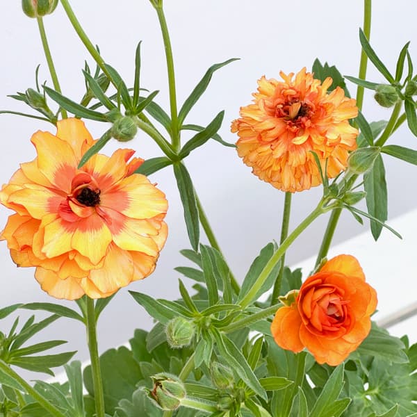 ラナンキュラス：ラックス　ポスポロス3.5-4号ポット