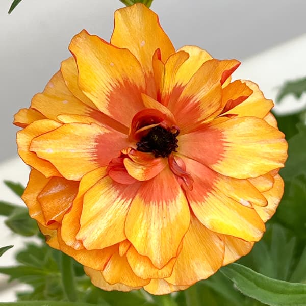 ラナンキュラス：ラックス　ポスポロス3.5-4号ポット