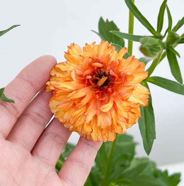 ラナンキュラス：ラックス　ポスポロス3.5-4号ポット