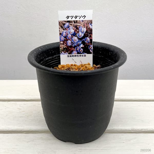 タツタソウ（竜田草）4号ポット