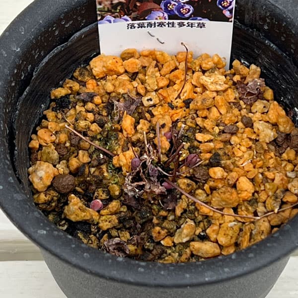 タツタソウ（竜田草）4号ポット