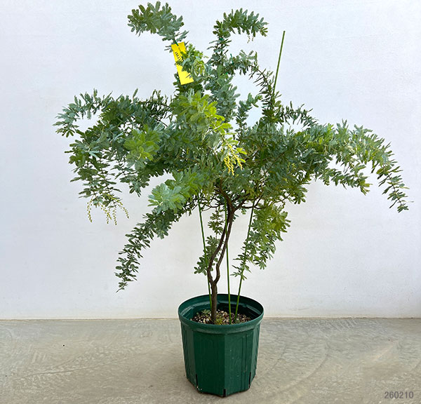 アカシア:ギンヨウアカシア 9号鉢植え