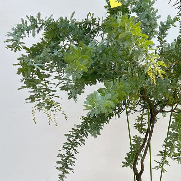 アカシア:ギンヨウアカシア 9号鉢植え