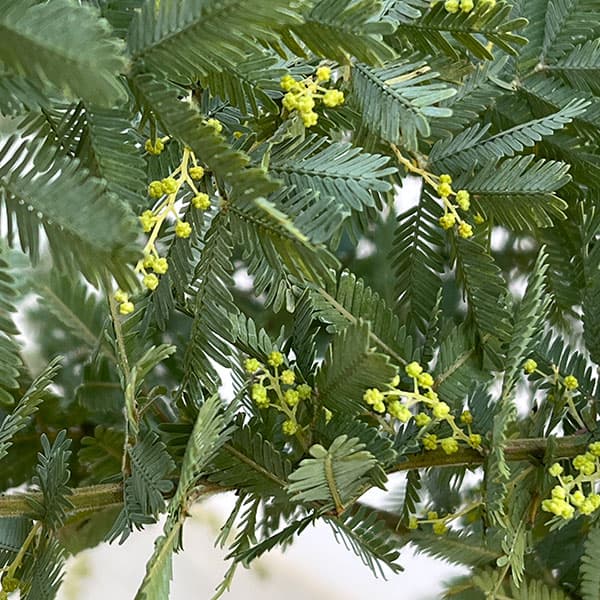 アカシア:ギンヨウアカシア 9号鉢植え