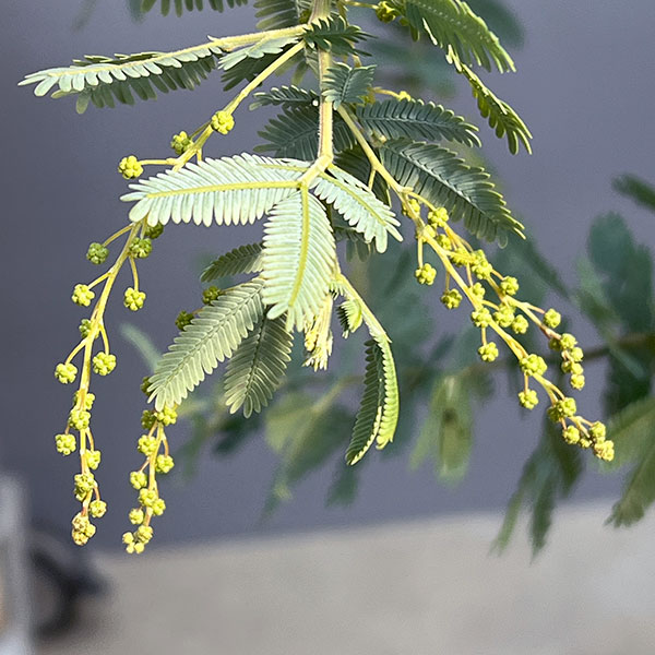 アカシア:ギンヨウアカシア 9号鉢植え