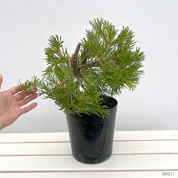 バンクシア：バースデイキャンドル7号鉢植え