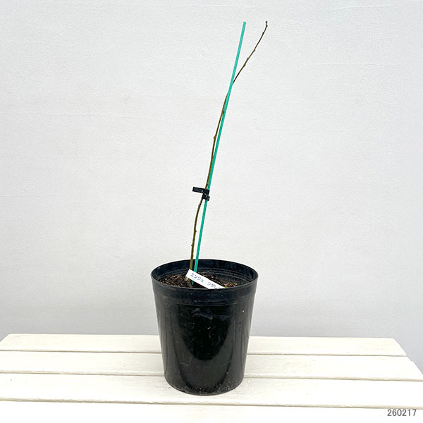 エンジュ：シダレエンジュ7号ポット