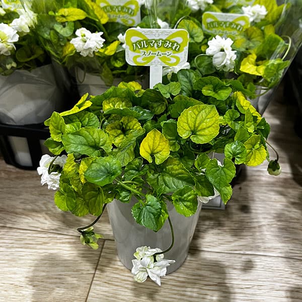 [26年2月中下旬予約]パルマスミレ：スノームーン3.5号ポット