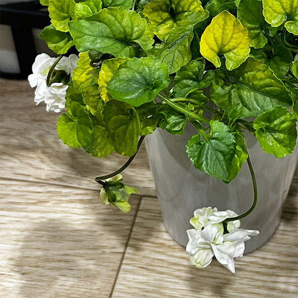 [26年2月中下旬予約]パルマスミレ：スノームーン3.5号ポット