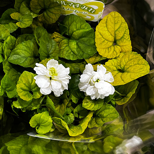 [26年2月中下旬予約]パルマスミレ：スノームーン3.5号ポット