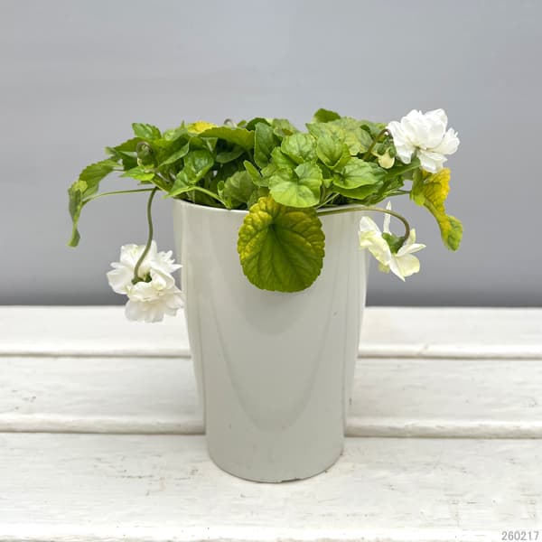 パルマスミレ：スノームーン3.5号ポット