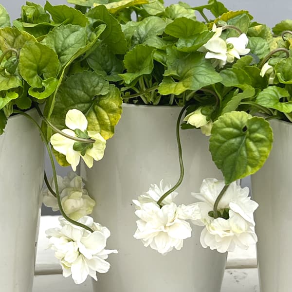 パルマスミレ：スノームーン3.5号ポット