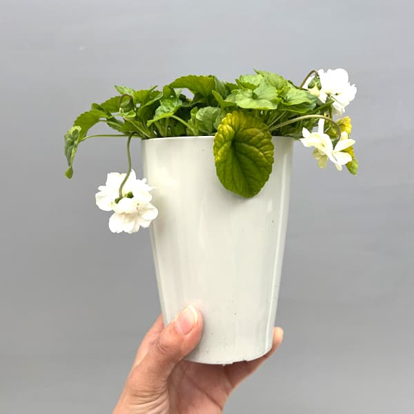 パルマスミレ：スノームーン3.5号ポット