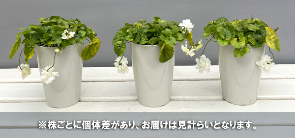 パルマスミレ：スノームーン3.5号ポット