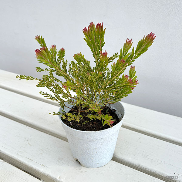 アカシア：レッドハート3.5号ポット