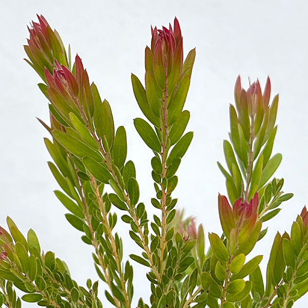 アカシア：レッドハート3.5号ポット