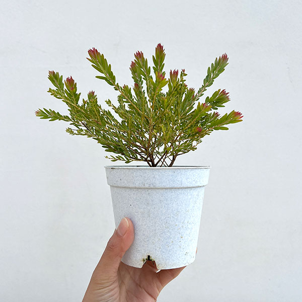 アカシア：レッドハート3.5号ポット