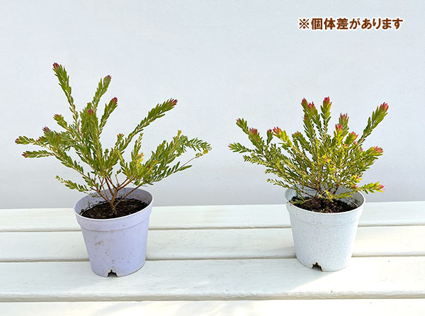 アカシア：レッドハート3.5号ポット